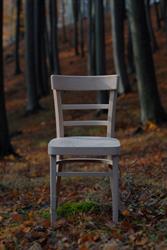Dining chair Marona, bent wooden beech chair without any finishing touches, photo in a beech forest. The Sádlík brand from the Czech chair and table manufacturer Sádlík